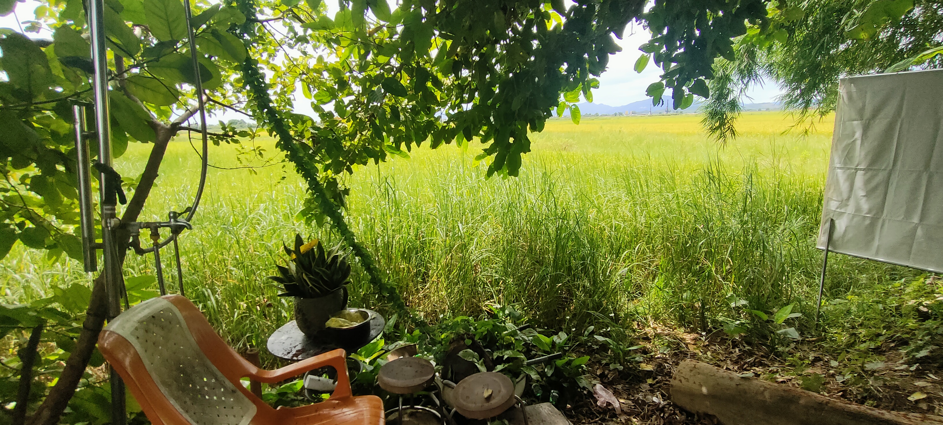Small Garden